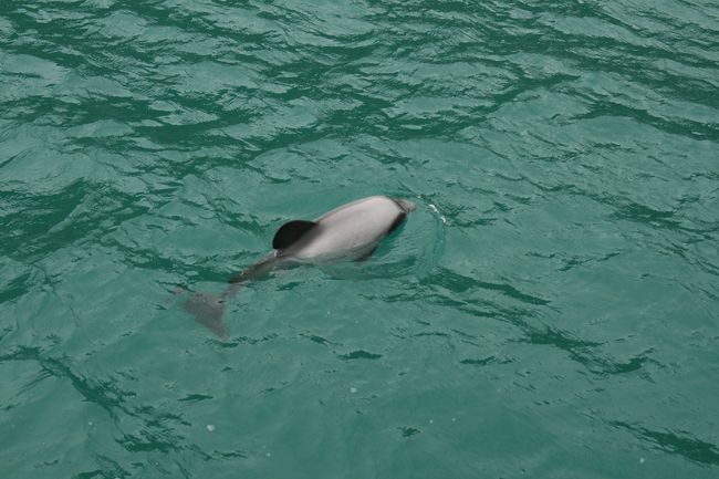 自然がたくさん残る初夏のニュージーランドをレンタカーでのドライブ旅行<br />南島から北島まで１週間で巡ります。<br />(記載しました料金は、2人分です。ご参考に）<br /><br /><br />11/27(土)　NZ90 NRT発 18:30<br /><br />11/28(日) NZ90 CHC着 10:00<br />NZ5001 CHC発 11:25 ZQN着 12:30<br />空港にて、レンタカーピックアップ<br />クィーンズタウンからテアナウから移動162㎞(約2時間半）<br />Kingsgate　$104.00 <br /><br />11/29(月)<br />テアナウからミルフォードサウンドまで、移動121㎞(約2時間）<br />ミルフォードサウンドクルーズ　10時半出発(2時間半）<br />　　　　　　　　　　　　　　　　　　　　　　　ｸﾙｰｽﾞ代　$147.00 <br />午後、レンタカーで、ワナカへ移動　　<br />Wanaka Hotel　$80.00 <br /><br /><br />11/30(火)　 <br />ワナカからMtクックへ移動214㎞(約3時間）<br />Hermitage　朝食付$243.00<br /><br />12/1(水)　<br />午前中、ハイキング<br />Mtクックからアカロアへ移動430㎞(約5時間）<br />Wilderness House 朝食付$295.00 <br /><br />12/2(木) <br />アカロア滞在 <br />ドルフィンスイミング Swimming With Dolphins $278.00 <br />Wilderness House 朝食付$295.00 <br /><br />12/3(金) <br />アカロアからクライスチャーチに移動(約1時間半）<br />クライスチャーチから空路ロトルア <br />NZ5378 CHC発 11:55 ﾛﾄﾙｱ着 13:55 <br />Heritage 朝食付$159.00 <br /><br />12/4(土）<br />ロトルアからトンガリロへ移動(約3時間）<br />chateau Tongariro 2食付$360.00 <br /><br />12/5(日) <br />トンガリロからオークランドへ移動(約5時間）<br />Ventura In &amp; Suites 朝食付$122.00 <br /><br />12/6(月) NZ99 AKL発 9:15NRT着 16:25<br />