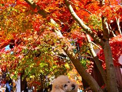 しょーきちさん 紅葉をめでる (2) 京の東山をいく