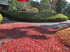 越谷 花田苑 紅葉の朝☆こしがや産業フェスタ☆2012/12/02