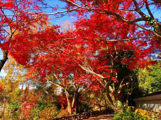 井の頭公園の真っ赤な紅葉を見てきました