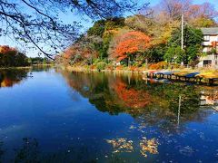 善福寺公園の紅葉を見てきました