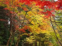 小國神社紅葉と浜松餃子☆