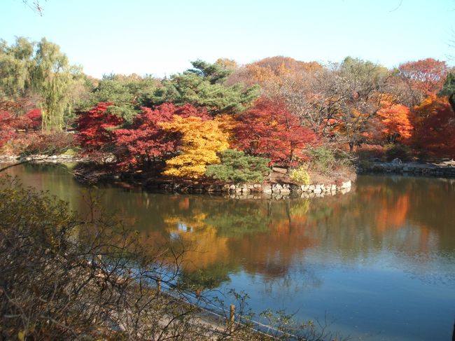 　ひとり旅そのものは１１月８日から１４日までの期間行いましたが、ここではソウル滞在中の１３日に見学に行った昌徳宮と昌慶宮の、歴史文化的遺産と云う視点からではなく、紅葉風景という自然風物の視点から様子を報告しておきます。<br /><br />　わたしはその時期を狙ってという訳ではなかったのですが、それゆえにか、かえってはじめて見る予想外の紅葉のすばらしさに驚きました。植樹･植栽という庭苑管理者の努力の成果のなす世界ではあると思いますが、ちょうど今年はわたしの訪れたこの時期にBEST　SEASONという感じでした。自然相手のことですからいつが最善かはその年のお天気によると思いますが、まぁ、１１月上旬から中旬にかけてということになるでしょうね。私的には、ソウルは紅葉の盛んな晩秋がベストです。<br /><br />　ソウルの古宮はやはり時間をとってゆっくり見学したいものです。ただ昌徳宮は各国言語別のツアー・ガイド方式を採っているので、自由気ままに散策と云うわけには行かないのが残念なところです。日本語によるガイド開始は１０：３０、１３：３０そして１６：１５となっています。わたしは１０：３０からのツアーに参加しました。所要時間は約１．５時間です。<br />　日本語以外の説明でも良いという方はいつ行っても何らかの言語（韓国語、英語、中国語）のうちのキリのよい時刻からのツアーに参加できます。<br /><br />　入場料は　昌徳宮　３，０００WN　後苑入場は更に５，０００WN　必要となります。<br />　　　　　　昌慶宮　２，０００WN　です。<br /><br />