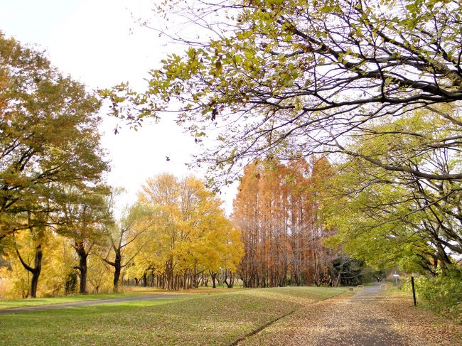 さいたま市の秋ヶ瀬公園の秋模様です