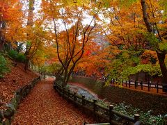 2012年11～12月　母と娘の京都散り紅葉めぐり（第１日目）　北野天満宮の巻