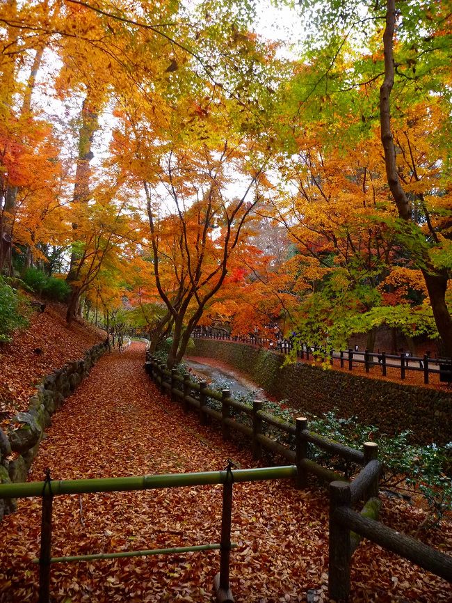１年ぶりに大好きな京都旅行へ<br /><br />「今年の紅葉は遅いらしい」と、10月末頃までは言われていたので<br />私達が行く頃にはちょうど見頃かもね～♪と喜んでいたのも束の間。<br />11月に入ってからの急激な冷え込みに、紅葉の名所は続々と見頃を迎え<br />２３～２５日の３連休には見頃のピーク（泣）<br />その後の雨や木枯らしのおかげで、我が家が行く頃には散り紅葉に。。。<br />真っ盛りを期待してしまったせいか、当日は少々残念な気持ちで京都へ。<br />でもそんな我がまま母娘を、京都の紅葉は優しく迎えてくれました。<br />さすが京都、散り紅葉も素晴らしいですね！！！<br />ますます京都が好きになった、そんな散り紅葉めぐりでした♪<br /><br /><br />【第１日目】11／30（金）<br /><br />JR京都駅 ⇒ 円町駅 ⇒『北野天満宮』⇒ 円町駅 ⇒ 二条駅 ⇒<br /><br />三条京阪駅 ⇒ 先斗町でﾃﾞｨﾅｰ<br /><br />【第２日目】12／1（土）<br /><br />烏丸御池駅 ⇒ 京阪宇治駅 ⇒『興聖寺』⇒『天ヶ瀬ダム』⇒ JR宇治駅<br /><br />⇒JR東福寺駅 ⇒『今熊野観音寺』<br /><br />【第３日目】12／2（日）<br /><br />烏丸御池駅 ⇒ 蹴上駅 ⇒『南禅寺』⇒『永観堂』⇒ 蹴上駅 ⇒<br /><br />山科駅 ⇒『毘沙門堂』⇒ JR山科駅 ⇒ JR京都駅<br /><br /><br />それでは、第１日目の始まり始まり～♪<br /><br /><br />＜コメント・ご投票を頂きました皆様へ＞<br /><br />中途半端なコメントのまま放置状態だったにも関わらず<br />温かなコメントやご投票、誠に有難うございました！<br />遅くなりましたが、本日やっと完成となりました。<br />宜しかったら完成版を見て下さいね♪<br /><br />　　　　　　　　　　　　　　2012年12月16日　minori<br /><br />　