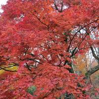 箱根の紅葉と温泉