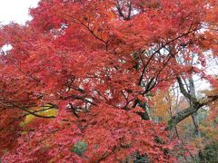 箱根の紅葉と温泉