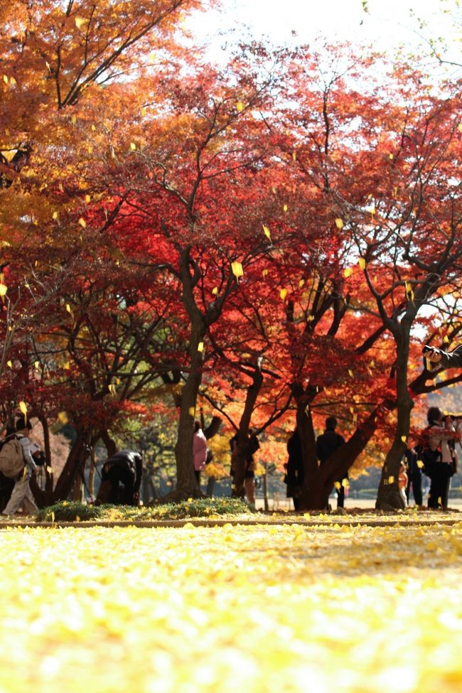 ぜひやりたかったんです、これを、新宿御苑でも。<br />60mmの単焦点マクロレンズでの紅葉撮影。<br />先々週末に森林公園でやれて、これが思った以上に楽しくて、楽しくて。<br />だから、今年2012年の紅葉撮影散策のラストを飾るつもりだった新宿御苑で、ぜひチャレンジしたいと思っていました。<br />それが、狙い定めた先週末、土日とも天候が思わしくないので、泣く泣くあきらめました。<br />というか、半日ずつ良かったので、早起きしていれば、どちらか行けたはずでした。<br />翌週末では、もう遅かろう、今年は新宿御苑の公園は見に行けないんだ、とがっかりしました。<br /><br />ところが、東京の紅葉は待ってくれました。<br />今年はすばらしい色付きの上、去年よりも一週間くらい遅くても全然大丈夫でした。薄々期待していたとおり。<br /><br />12月８日は、天候が微妙だった先週末に無理して出かけなくて良かったと思えたくらい、終日、雲ひとつない晴天に恵まれた理想の紅葉撮影日和となりました。<br /><br />ただ、マクロレンズでの撮影は、はじめは非常にもどかしい思いをしました。<br />なにしろ新宿御苑は、圧倒されるような巨木が多いです。<br />思えば森林公園の紅葉の木はそれに比べるとずっと背が低くて、アットホームでした。<br />天に届くかという高さのイチョウや、巨大な天幕のような紅葉・黄葉の木々。<br />それらに感動して写真に収めたいと思っても、広角レンズでなら撮れたはずとの無意識の期待を大きく裏切り、カメラのファィンダーの中に入るのはそのごく一部。<br />巨木の頂点は、バリアングル液晶を利用してうんとローアングルでチャレンジしても、それこそ地面に仰向けに寝転がっても、とても届きそうにありませんでした。<br />もどかしくて、もどかしくて、何度広角レンズと交換しようと思ったことか───持参はしていたのです、念のために。<br /><br />実は、新宿御苑から入場する前の紅葉・黄葉スポットで、２〜３枚だけ広角レンズでも試してみました。<br />でも、小さな液晶画面の中で確認したせいもありますが、私の手持ちの広角ズームレンズは、コンデジのときでも同じくらいの画角で撮影できたせいもあり、マンロレンズのときほど新鮮味はなく、目の前の景色と比べると、どうしても迫力も感動も半減してしまいました。<br />というより、がんばってできるだけ巨木の全体を入れようとすればするほど、迫力が感じられなくなっていきました。<br /><br />だから不自由さやもどかしさを我慢しつつも、マクロレンズで撮り続けました。<br />むしろ一部カットされた方が、写真を見ているときに無意識にファインダーの外を想像するから、かえって迫力を出せるかなと思いました。<br /><br />＜2012年も間に合った新宿御苑の紅葉旅行記シリーズ構成＞<br />■（前編）イチョウ吹雪の中で、炎のような紅葉と黄金の黄葉のコラボを求めて<br />□（後編）日が射しているうちに間に合った下の池とモミジ山、そして回りきれなかった日本庭園<br /><br />＜マクロレンズ一本でチャレンジした先々週末の森林公園の旅行記＞<br />2012年11月25日<br />「今年はマクロレンズ一本でチャレンジした森林公園の紅葉DAY（1）駅前サイクリングコース〜南口広場と天皇行幸記念植樹のケヤキ」<br />http://4travel.jp/traveler/traveler-mami/album/10729300/<br />「今年はマクロレンズ一本でチャレンジした森林公園の紅葉DAY（2）金色と朱色の日本庭園〜キチジョウソウのある晩秋の野草コース」<br />http://4travel.jp/traveler/traveler-mami/album/10729620<br />「今年はマクロレンズ一本でチャレンジした森林公園の紅葉DAY（3）日が翳ってしまったハイライトのカエデ園は艶めきが増し」<br />http://4travel.jp/traveler/traveler-mami/album/10729757/<br /><br />新宿御苑公式サイト「新宿御苑へようこそ」<br />http://www.fng.or.jp/shinjuku/shinjuku-index.html<br />最新情報が分かる新宿御苑のブログ<br />http://www.fng.blog.ocn.ne.jp/shinjukugyoen/<br /><br />＜これまでの新宿御苑の紅葉旅行記＞<br />2011年12月17日<br />「終焉を彩る新宿御苑の冬の紅葉散策（1）紅葉と光がまぶしい和の庭園」<br />http://4travel.jp/traveler/traveler-mami/album/10630214<br />「終焉を彩る新宿御苑の冬の紅葉散策（2）黄金のイチョウと、早春を呼ぶ白い使者スイセンあふれる景色」<br />http://4travel.jp/traveler/traveler-mami/album/10630398<br />2010年12月４日<br />「けぶるような錦秋の新宿御苑（1）赤や黄色のオーロラのような紅葉」<br />http://4travel.jp/traveler/traveler-mami/album/10526467<br />「けぶるような錦秋の新宿御苑（2）江戸屋敷を偲ばせる美しい水辺の紅葉風景」<br />http://4travel.jp/traveler/traveler-mami/album/10526469<br />「けぶるような錦秋の新宿御苑（3）紅葉と一緒の晩秋のバラと日没の影絵のような世界」<br />http://4travel.jp/traveler/traveler-mami/album/10526470<br />