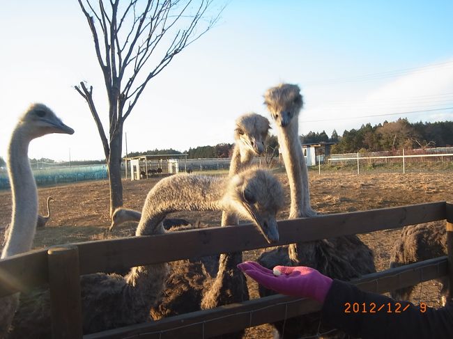 クリスマス前の動物＆イルミネーション　１Dayツアー。動物と触れあった後で、クリスマスイルミネーションで、もっと癒されようという指向。去年に続いての企画だぁ。<br /><br />去年は千葉のダチョウ王国　→　ドイツ村イルミネーション　というツアーだった。これが大当たりで（それは別の旅行記で）、今年も行きたい！でも同じ所はいやだ！という Wife &amp; Daughters のわがままを聞いて、<br />　「じゃぁ、ことしは千葉じゃなくて茨城のダチョウ王国だ！その後、どっかのイルミネーションを見に行く！」<br />と相成った