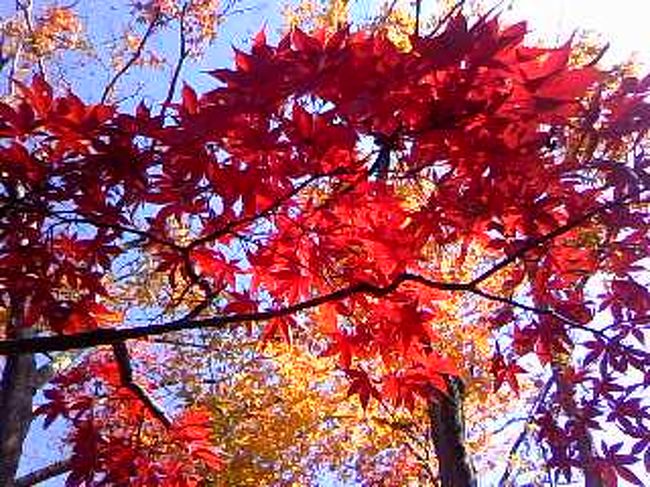 紅葉を見に本土寺に行って来ました。<br /><br />今年はライトアップしないので昼にきました。<br /><br />幻想的な紅葉はまた来年！