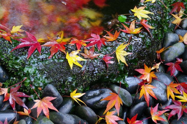 晩秋の鎌倉を訪れました。鎌倉は関東でも一番最後まで紅葉を見ることができ、瑞泉寺のある紅葉ケ谷あたりは12月中旬まで紅葉を楽しめます。<br />今日は昨日のスカイツリーに続き、Yさんと鎌倉散歩を楽しみます。<br />この時期ならたぶん獅子舞もまだ見頃だろう。。と鎌倉宮～獅子舞～瑞泉寺を歩きました。<br /><br /><br />