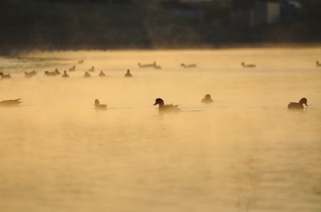 最近、早朝に犬の散歩をしている家族が多摩川に朝靄が掛かって凄く綺麗だって事を聞いた。<br /><br />そう言えば、この地にずっと住んでいるのに早朝の多摩川って殆ど行かないし写真も撮った覚えが無い。<br />決めた！早起きして写真を撮りに行こう！！！<br /><br />なんて覚悟は要らないんです。。<br />家から多摩川まで徒歩で５分程度（笑）<br />ただ、早起きがどうなのか？<br />いえいえ、早起きったって６時ですから♪<br />前日に１２月８日の日の出時刻を観ると６時４４分になってた。<br /><br />って事は６時に起きれば良いかなとタイマーをセットして迎えた朝。<br /><br />窓から外をみると、まだ明るくは無いが雲も無い良い天気な雰囲気。<br />でも・・まだ早いな。<br />そして２０分寝て起きる（笑）<br />外は徐々に明るくなりだした、しかも本当に快晴っぽい。<br />ここで眠気も覚めて、いざ多摩川へ！！！！！