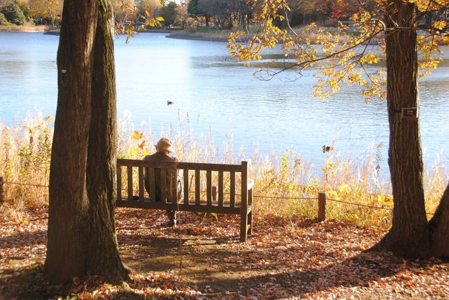 Japan　昭和記念公園　2012　晩秋から一気に真冬へ　～ミツバチばあやの冒険～