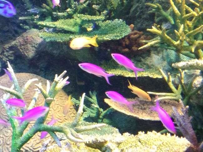 いつも買物などに行く池袋。今日はサンシャインシティーの水族館・・アクアリウムへ。<br />十数年前くらいにも来たことがあるけど随分規模が大きくなっていて様変わりしてた。３０００匹もの魚たちがいるそうだ。<br />水の中を気持ち良さそうに泳ぐ魚たち・・見ていると癒される・・♪<br />屋外はアシカやペンギンも居て動物園みたい！なかなか楽しかった！<br /><br />ナンジャタウンで餃子やケーキを食べお腹も満足。