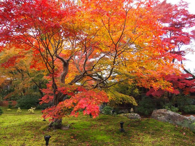 息子が京都在住なので、毎年桜と紅葉はみに行きます。でも、土日に限るので、ちょうどいい見ごろがなかなかありません。今年はそれがみごとに合っていました。<br />今年の紅葉は近年稀に見る美しさでした。