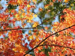 小石川植物園で紅葉を楽しむ