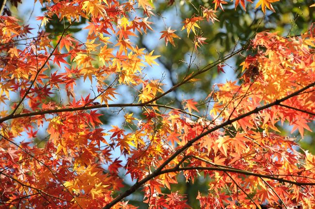 ハイキングで訪れるような山や東京近郊の行楽地では、既に紅葉は散ってしまったようですが、都内ではまだ紅葉・黄葉が残っています。前日の冷たい雨とは打って変わって、真っ青に広がった快晴の空の下、最後の紅葉を観に、東京大学附属植物園（小石川植物園）まで行ってきました。桜やイチョウ、そしてカエデなどの紅葉が午後の光に輝いて、ちょっとしたお出かけでしたが、晩秋を満喫できました。