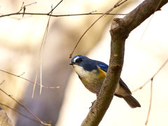 冬鳥の飛来