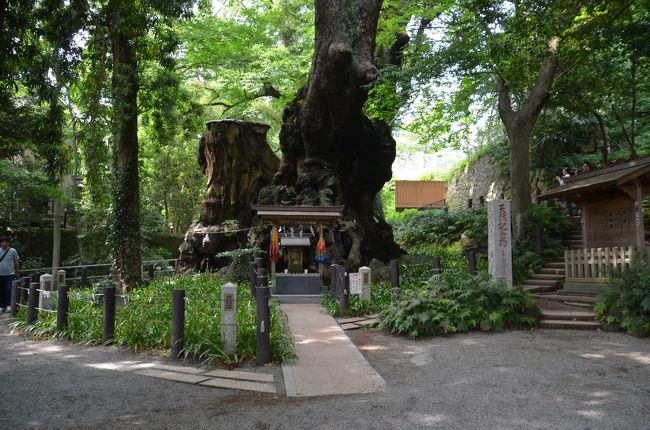 来宮神社では大楠のパワーを感じ、丹那神社では丹那トンネルの工事で犠牲となった方々の慰霊碑に参拝しました。