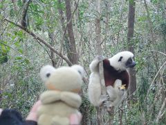 インド洋に浮かぶ不思議の島　マダガスカル周遊８日間　９