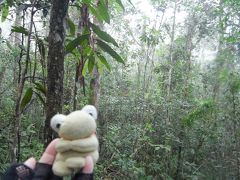 インド洋に浮かぶ不思議の島　マダガスカル周遊８日間　１０