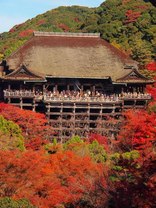 【２泊３日の旅。秋の京都紅葉スポット巡り⑧】<br /><br />旅の３日目。<br />秋の京都・紅葉巡りの第八弾は、京都観光の超定番スポット・清水寺を訪れてみることに。<br /><br />この清水寺は、いまさら言うこともないくらいの京都随一の観光名所で、その開創は奈良時代末期の778年にまで遡る古刹です。<br />現在の宗派は北法相宗で、ご本尊は観音菩薩（十一面千手観音立像（秘仏））で、伽藍の大半は江戸時代に再建されたものですが、国宝の本堂をはじめ多くが重要文化財に指定されています。<br /><br />また、境内に約1,000本のモミジが植えられている紅葉の名所でもあり、本堂崖下の錦雲渓が真っ赤に染まる様は、まさに壮観！<br />ちょうどお天気も良く、清水寺のダイナミックな景観に広がる紅葉を満喫することができました。<br /><br />〔旅の行程〕<br />・JR京都駅 ～ 清水寺 ～ 五条坂 ～ 三年坂 ～ 二年坂<br /><br />【旅行記その１】～秋雨に濡れる門跡寺院・毘沙門堂へ～<br />　http://4travel.jp/traveler/akaitsubasa/album/10728892/<br />【旅行記その２】～林泉の水面を紅く染める醍醐寺へ～<br />　http://4travel.jp/traveler/akaitsubasa/album/10730075/<br />【旅行記その３】～2012 清水寺・秋の夜間特別拝観～<br />　http://4travel.jp/traveler/akaitsubasa/album/10730484/<br />【旅行記その４】～「もみじ」に染まる永観堂禅林寺～<br />　http://4travel.jp/traveler/akaitsubasa/album/10730792/<br />【旅行記その５】～洛東の巨刹・南禅寺をゆく①（三門・方丈庭園・南禅院編）～<br />　http://4travel.jp/traveler/akaitsubasa/album/10730975/<br />【旅行記その６】～洛東の巨刹・南禅寺をゆく②（南禅寺塔頭 天授庵・金地院編）～<br />　http://4travel.jp/traveler/akaitsubasa/album/10731998/<br />【旅行記その７】～紅く彩られた門跡寺院・青蓮院へ～<br />　http://4travel.jp/traveler/akaitsubasa/album/10732800/<br />【旅行記その９】～「ねね」の想いが今も残る終の棲家・高台寺へ～<br />　http://4travel.jp/traveler/akaitsubasa/album/10735365/<br />【旅行記その10】～京都五山の大伽藍・東福寺で「通天のもみじ」を眺める～<br />　http://4travel.jp/traveler/akaitsubasa/album/10736997/<br />【旅行記総集篇】～やっぱり京都の紅葉は凄かった！～<br />　http://4travel.jp/traveler/akaitsubasa/album/10737359/<br /><br /><br />〔古都京都の四季をゆく・春編〕<br />・銀閣寺から哲学の道を歩き平安神宮へ<br />　http://4travel.jp/traveler/akaitsubasa/album/10661369/<br />・桜咲きほこる嵐山渡月橋と天龍寺のしだれ桜<br />　http://4travel.jp/traveler/akaitsubasa/album/10662752/<br />・春爛漫の嵯峨野古寺巡り（常寂光寺から大覚寺まで）<br />　http://4travel.jp/traveler/akaitsubasa/album/10665086/ <br /><br />〔古都京都の四季をゆく・夏編〕<br />・緑に彩られた門跡寺院・三千院へ～<br />　http://4travel.jp/traveler/akaitsubasa/album/10716979/<br />・（さらに）大原の由緒ある寺院（宝泉院・勝林院・来迎院）を訪う<br />　http://4travel.jp/traveler/akaitsubasa/album/10719249/<br />・（最後は）大原の里を横断し、建礼門院の御閑居・寂光院へ<br />　http://4travel.jp/traveler/akaitsubasa/album/10721270/ 