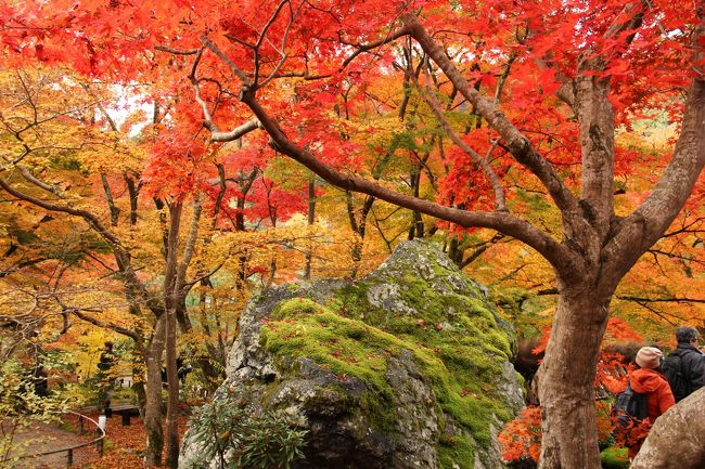 紅葉が私達を呼んでいる。ということで桜に続き妹と2人、やってきました紅葉の京都。<br />連休を利用して、22日〜25日の4日間。近年の状況から「見頃には、ちょっと早いかな〜?」との予想を良い方に裏切り、それはそれは見事な紅葉でした。「4日もいたら紅葉を見つくしたでしょう?」という友人もいますが、とんでもないですよね。鞍馬にも行きたかったし高雄、三千院、南禅寺、法然院にも行きたかった・・・。<br />来年の為に今年の記録を残しておきます。<br /><br />3日目は妹からのリクエストで嵐山へ。前の日曜と水曜に別々の友達がともに嵐山を訪れ口を揃えて「人を見に行った感じ」という感想だったので覚悟して行きましたが大変な人出でした。<br />宝厳院〜常寂光寺〜ニ尊院〜祇王寺〜厭離庵〜宝筐院〜清涼寺