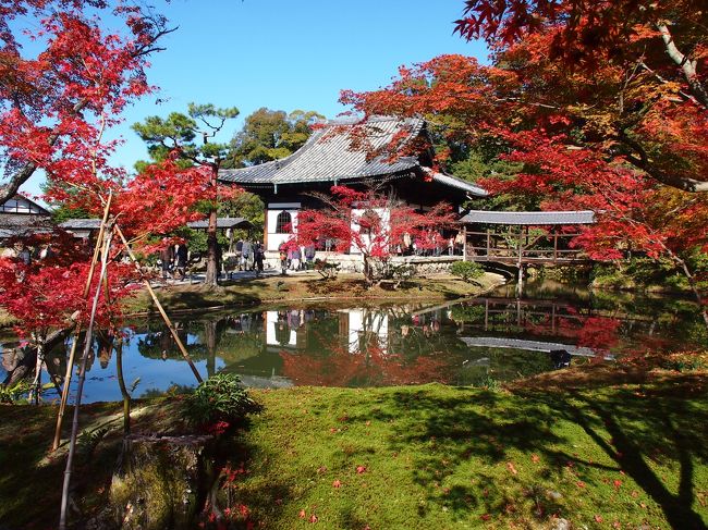 【２泊３日の旅。秋の京都紅葉スポット巡り⑨】<br /><br />秋の京都・紅葉巡りの第九弾は、天下人・豊臣秀吉を支えた妻・北政所（ねね）が、夫の没後、その菩提を弔うために開創したお寺である高台寺へ。<br /><br />歴史に名を残す名刹であるにもかかわらず、豪壮華麗というのではなく、（境内は広いですが）控えめながらもとても優美で繊細な印象を受けました。<br />そして、境内に広がる紅葉も、その堂宇や庭園の美しさを引き立てていて、さすが紅葉の名所にふさわしいお寺でした♪<br /><br />〔旅の行程〕<br />・高台寺 ～ 圓徳院 <br /><br />【旅行記その１】～秋雨に濡れる門跡寺院・毘沙門堂へ～<br />　http://4travel.jp/traveler/akaitsubasa/album/10728892/<br />【旅行記その２】～林泉の水面を紅く染める醍醐寺へ～<br />　http://4travel.jp/traveler/akaitsubasa/album/10730075/<br />【旅行記その３】～2012 清水寺・秋の夜間特別拝観～<br />　http://4travel.jp/traveler/akaitsubasa/album/10730484/<br />【旅行記その４】～「もみじ」に染まる永観堂禅林寺～<br />　http://4travel.jp/traveler/akaitsubasa/album/10730792/<br />【旅行記その５】～洛東の巨刹・南禅寺をゆく①（三門・方丈庭園・南禅院編）～<br />　http://4travel.jp/traveler/akaitsubasa/album/10730975/<br />【旅行記その６】～洛東の巨刹・南禅寺をゆく②（南禅寺塔頭 天授庵・金地院編）～<br />　http://4travel.jp/traveler/akaitsubasa/album/10731998/<br />【旅行記その７】～紅く彩られた門跡寺院・青蓮院へ～<br />　http://4travel.jp/traveler/akaitsubasa/album/10732800/<br />【旅行記その８】～紅葉の絶景が広がる「清水の舞台」へ～<br />　http://4travel.jp/traveler/akaitsubasa/album/10735253/<br />【旅行記その10】～京都五山の大伽藍・東福寺で「通天のもみじ」を眺める～<br />　http://4travel.jp/traveler/akaitsubasa/album/10736997/<br />【旅行記総集篇】～やっぱり京都の紅葉は凄かった！～<br />　http://4travel.jp/traveler/akaitsubasa/album/10737359/<br /><br /><br />〔古都京都の四季をゆく・春編〕<br />・銀閣寺から哲学の道を歩き平安神宮へ<br />　http://4travel.jp/traveler/akaitsubasa/album/10661369/<br />・桜咲きほこる嵐山渡月橋と天龍寺のしだれ桜<br />　http://4travel.jp/traveler/akaitsubasa/album/10662752/<br />・春爛漫の嵯峨野古寺巡り（常寂光寺から大覚寺まで）<br />　http://4travel.jp/traveler/akaitsubasa/album/10665086/ <br /><br />〔古都京都の四季をゆく・夏編〕<br />・緑に彩られた門跡寺院・三千院へ～<br />　http://4travel.jp/traveler/akaitsubasa/album/10716979/<br />・（さらに）大原の由緒ある寺院（宝泉院・勝林院・来迎院）を訪う<br />　http://4travel.jp/traveler/akaitsubasa/album/10719249/<br />・（最後は）大原の里を横断し、建礼門院の御閑居・寂光院へ<br />　http://4travel.jp/traveler/akaitsubasa/album/10721270/ 