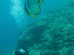 沖縄魚図鑑　～沖縄本島　真栄田・万座～　≪旅行記と言うより≫