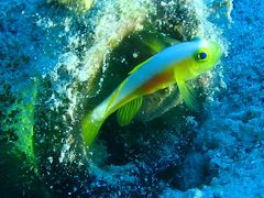 沖縄魚図鑑その2 沖縄本島 万座 ついでにリバートレッキング 沖縄県の旅行記 ブログ By 琉球熱さん フォートラベル