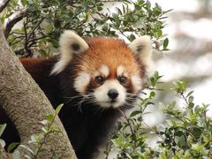 冬の東武動物公園と秋がテーマのウィンターイルミネーション（1）レッサーパンダとほのぼの動物たち＆クリスマス・アニマルパレード