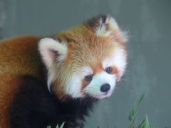 Xmasレッサーパンダ紀行【３】 夢見ヶ崎動物公園　意外！？アンちゃんの子供は女の子！！名前募集中です！！