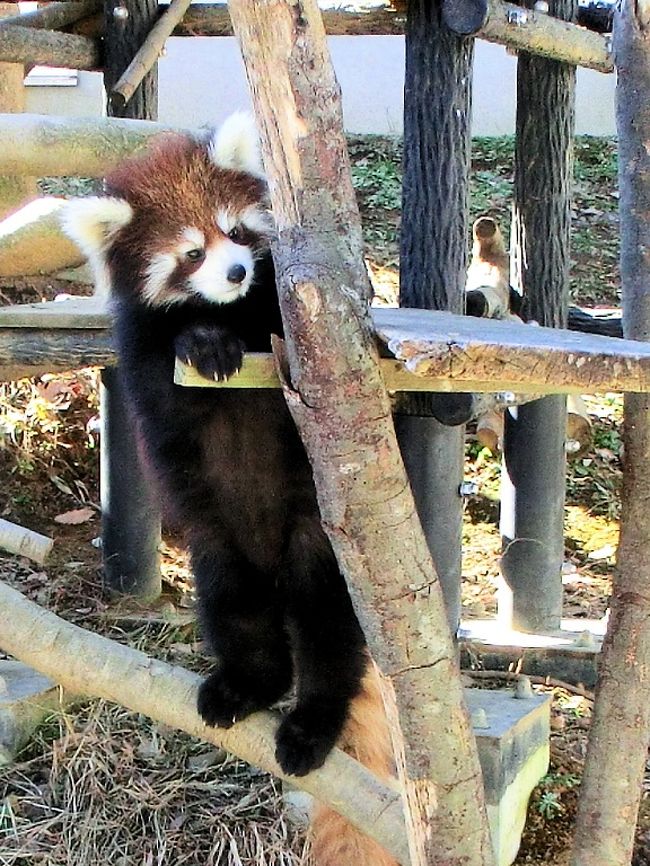 レッサーパンダの風太君で有名な千葉市動物公園へ行って来ました。<br /><br />息子たちが小さかった頃、幼稚園の遠足と言えば千葉市動物公園でした。私も遠足の付き添いで何度か訪れたことがありますが、ここはライオンとかトラとかシロクマとかいわゆる猛獣がいない動物園で、当時からちょっと地味なイメージがありました。<br /><br />そんな千葉市動物公園が一躍注目を集めることになったきっかけが、「立ち上がるレッサーパンダ、風太くん」。レッサーパンダブームの火付け役となりましたね。<br /><br />実は私、結構近くに住んでいながら千葉市動物公園へ行くのは20数年ぶり。風太くんは見たこともありませんでした。今回は動物公園の変わり様を見るつもりで行ったんですが、レッサーパンダ、やっぱり可愛いです。風太くん一家の所でつい長居をしてしまいました。<br /><br />７月に風太くんには孫にあたる双子ちゃんが生まれていて、生後５カ月にしてお母さんのメイメイちゃんもたじたじとなるぐらい元気に育っていました。<br /><br />表紙の写真は2012年７月３日に生まれた風太くんの孫、双子の弟の方、源太くんです。<br /><br />もちろん、懐かしい久しぶりの千葉動物公園ですから、他のセクションも見て来ました。でも園内は昔の記憶よりずっと広く、結局半分しか回れませんでした。<br /><br />悔いが残ったのが、動物写真がうまく撮れなかったこと。しかも最後は無念のカメラバッテリー切れ。<br /><br />ちょっぴり残念ですが、久しぶりの千葉市動物公園の様変わりを新鮮な気持ちで見てくることができたのが収穫です。