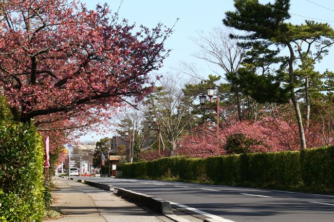 県道30号線の古所地区の自然公園内や、<br />中里地区のホテル周辺に約400本の河津桜が植えられており、<br />2月下旬から3月上旬に開花します。<br />早咲きの桜のため、一足早い春の訪れを散策しながら感じることができます。<br />桜の開花にあわせ、「しらこ桜祭り」が開催されます。<br />