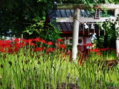 「白子神社」彼岸花