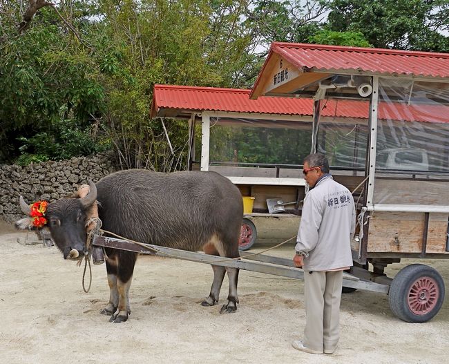 2012.12竹富島，石垣島旅行4-竹富の集落，新田観光の水牛車，安里屋クヤマ生誕の家