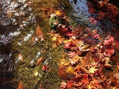 2012年11月の京都　紅葉三昧　最終日は鷹峰から