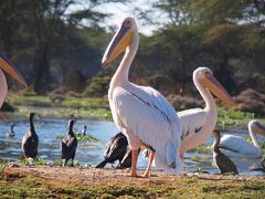 ナクル湖・ナイバシャ湖で野生動物を見てきました！