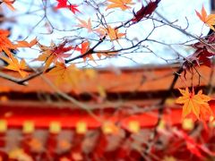 初冬の京都 ～紅葉ちる、嵐山花灯路～