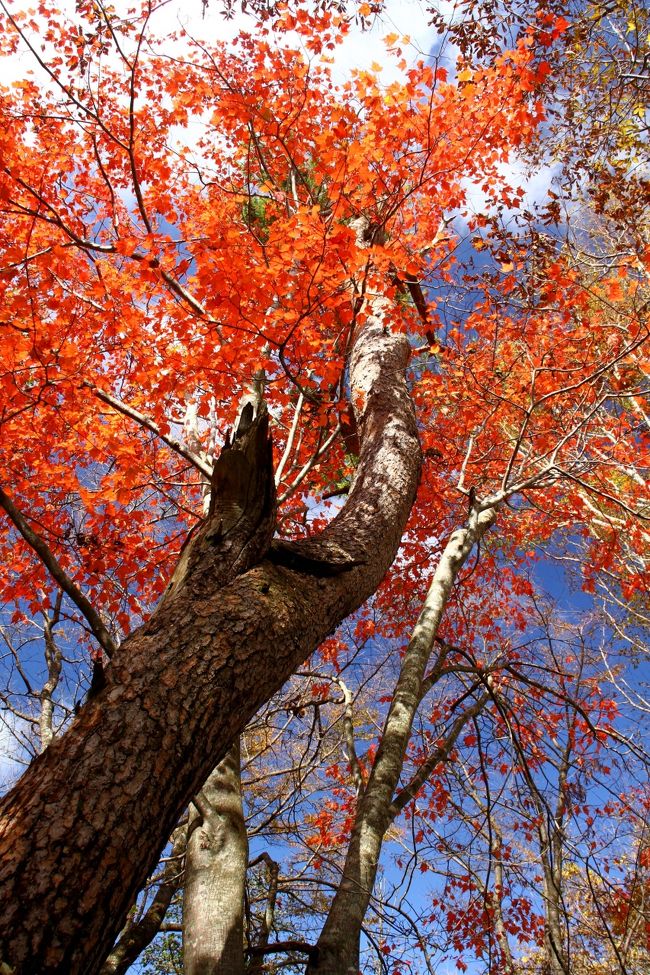 我が家の山歩きは春から秋まで。<br />新緑の春、高山を楽しむ夏、そして彩りに染まる秋。<br /><br />残念ながら冬山を歩く技術も根性も今のところはありませんので、今日は残り少ないシーズンを楽しもうと、赤城山に出掛けてきました。<br /><br />やはり・・・<br />自然は素晴らしいと感じた一日でした。<br /><br /><br />山歩きの記録であまり参考にはなりませんが、よろしければ最後までお付き合い下さい。