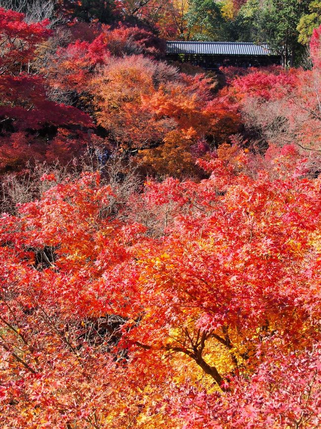 【２泊３日の旅。秋の京都紅葉スポット巡り⑩】<br /><br />秋の京都・紅葉巡りの第10弾は、鎌倉時代に創建された京都五山の第四位の禅寺で、都最大の大伽藍が今なお残る東福寺です。<br />そして、通天橋から眺める洗玉澗（せんぎょくかん）と呼ばれる渓谷に広がる2,000本の楓の色づく様は、京都を代表する紅葉の名所として知られています。<br /><br />この旅最後の紅葉スポットにして、この時期京都でもっとも多くの観光客を集めるお寺・東福寺に、「通天のもみじ」の絶景を眺めに行ってみました♪<br /><br />〔旅の行程〕<br />・京阪祇園四条駅 ～ 京阪東福寺駅 ～ 東福寺（通天橋 ～ 開山堂 ～ 洗玉澗 ～ 三門 ～ 本堂 ～ 東福寺の庭園（方丈庭園）～ 臥雲橋） ～ 霊雲院 ～ JR東福寺駅 ～ JR京都駅 ～ 東京駅<br /><br />【旅行記その１】～秋雨に濡れる門跡寺院・毘沙門堂へ～<br />　http://4travel.jp/traveler/akaitsubasa/album/10728892/<br />【旅行記その２】～林泉の水面を紅く染める醍醐寺へ～<br />　http://4travel.jp/traveler/akaitsubasa/album/10730075/<br />【旅行記その３】～2012 清水寺・秋の夜間特別拝観～<br />　http://4travel.jp/traveler/akaitsubasa/album/10730484/<br />【旅行記その４】～「もみじ」に染まる永観堂禅林寺～<br />　http://4travel.jp/traveler/akaitsubasa/album/10730792/<br />【旅行記その５】～洛東の巨刹・南禅寺をゆく①（三門・方丈庭園・南禅院編）～<br />　http://4travel.jp/traveler/akaitsubasa/album/10730975/<br />【旅行記その６】～洛東の巨刹・南禅寺をゆく②（南禅寺塔頭 天授庵・金地院編）～<br />　http://4travel.jp/traveler/akaitsubasa/album/10731998/<br />【旅行記その７】～紅く彩られた門跡寺院・青蓮院へ～<br />　http://4travel.jp/traveler/akaitsubasa/album/10732800/<br />【旅行記その８】～紅葉の絶景が広がる「清水の舞台」へ～<br />　http://4travel.jp/traveler/akaitsubasa/album/10735253/<br />【旅行記その９】～「ねね」の想いが今も残る終の棲家・高台寺へ～<br />　http://4travel.jp/traveler/akaitsubasa/album/10735365/<br />【旅行記総集篇】～やっぱり京都の紅葉は凄かった！～<br />　http://4travel.jp/traveler/akaitsubasa/album/10737359/<br /><br /><br />〔古都京都の四季をゆく・春編〕<br />・銀閣寺から哲学の道を歩き平安神宮へ<br />　http://4travel.jp/traveler/akaitsubasa/album/10661369/<br />・桜咲きほこる嵐山渡月橋と天龍寺のしだれ桜<br />　http://4travel.jp/traveler/akaitsubasa/album/10662752/<br />・春爛漫の嵯峨野古寺巡り（常寂光寺から大覚寺まで）<br />　http://4travel.jp/traveler/akaitsubasa/album/10665086/ <br /><br />〔古都京都の四季をゆく・夏編〕<br />・緑に彩られた門跡寺院・三千院へ～<br />　http://4travel.jp/traveler/akaitsubasa/album/10716979/<br />・（さらに）大原の由緒ある寺院（宝泉院・勝林院・来迎院）を訪う<br />　http://4travel.jp/traveler/akaitsubasa/album/10719249/<br />・（最後は）大原の里を横断し、建礼門院の御閑居・寂光院へ<br />　http://4travel.jp/traveler/akaitsubasa/album/10721270/ 