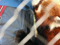 歳末レッサーパンダ詣とイルミネーション（1）羽村市動物公園（前編）レッサーパンダとフェネックやかわいい系の動物たち