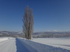 冬の北海道「旭山動物園」「雪景色の美瑛」満喫の旅