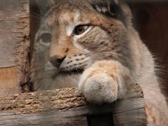 歳末レッサーパンダ詣とイルミネーション（2）羽村市動物公園（後編）シベリアオオヤマネコなど大型猛獣からほのぼの童話・昔話ランドの動物まで