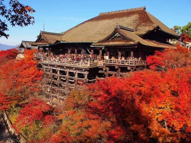 【２泊３日の旅。秋の京都紅葉スポット巡り（総集篇）】<br /><br />11月23日から25日の秋の３連休をまるまる使って、京都の有名紅葉スポットを巡る旅に行ってきました♪<br />時期も良くちょうど紅葉の見ごろといった感じで、また夜のライトアップにも（１日だけですが）訪れることができ、まさに紅葉を満喫した３日間でした。<br /><br />それぞれ旅行記を作っていったら、いつのまにか10冊にもなってしまったので、これらをダイジェスト的にまとめた総集編を作ってみました（行程等の詳細は、各個別の旅行記をご覧ください）。<br /><br />後で見直してみたら………紅い写真ばっかりに｡｡｡<br /><br />〔訪れた紅葉スポット〕<br />・１日目：毘沙門堂 ～ 醍醐寺 ～ 清水寺（夜間特別拝観）<br />・２日目：永観堂禅林寺 ～ 南禅寺 ～ 南禅院 ～ 天授庵 ～ 粟田神社 ～ 青蓮院<br />・３日目：清水寺 ～ 高台寺 ～ 圓徳院 ～ 東福寺<br /><br />【旅行記その１】～秋雨に濡れる門跡寺院・毘沙門堂へ～<br />　http://4travel.jp/traveler/akaitsubasa/album/10728892/<br />【旅行記その２】～林泉の水面を紅く染める醍醐寺へ～<br />　http://4travel.jp/traveler/akaitsubasa/album/10730075/<br />【旅行記その３】～2012 清水寺・秋の夜間特別拝観～<br />　http://4travel.jp/traveler/akaitsubasa/album/10730484/<br />【旅行記その４】～「もみじ」に染まる永観堂禅林寺～<br />　http://4travel.jp/traveler/akaitsubasa/album/10730792/<br />【旅行記その５】～洛東の巨刹・南禅寺をゆく①（三門・方丈庭園・南禅院編）～<br />　http://4travel.jp/traveler/akaitsubasa/album/10730975/<br />【旅行記その６】～洛東の巨刹・南禅寺をゆく②（南禅寺塔頭 天授庵・金地院編）～<br />　http://4travel.jp/traveler/akaitsubasa/album/10731998/<br />【旅行記その７】～紅く彩られた門跡寺院・青蓮院へ～<br />　http://4travel.jp/traveler/akaitsubasa/album/10732800/<br />【旅行記その８】～紅葉の絶景が広がる「清水の舞台」へ～<br />　http://4travel.jp/traveler/akaitsubasa/album/10735253/<br />【旅行記その９】～「ねね」の想いが今も残る終の棲家・高台寺へ～<br />　http://4travel.jp/traveler/akaitsubasa/album/10735365/<br />【旅行記その10】～京都五山の大伽藍・東福寺で「通天のもみじ」を眺める～<br />　http://4travel.jp/traveler/akaitsubasa/album/10736997/<br /><br /><br />〔古都京都の四季をゆく・春編〕<br />・銀閣寺から哲学の道を歩き平安神宮へ<br />　http://4travel.jp/traveler/akaitsubasa/album/10661369/<br />・桜咲きほこる嵐山渡月橋と天龍寺のしだれ桜<br />　http://4travel.jp/traveler/akaitsubasa/album/10662752/<br />・春爛漫の嵯峨野古寺巡り（常寂光寺から大覚寺まで）<br />　http://4travel.jp/traveler/akaitsubasa/album/10665086/ <br /><br />〔古都京都の四季をゆく・夏編〕<br />・緑に彩られた門跡寺院・三千院へ～<br />　http://4travel.jp/traveler/akaitsubasa/album/10716979/<br />・（さらに）大原の由緒ある寺院（宝泉院・勝林院・来迎院）を訪う<br />　http://4travel.jp/traveler/akaitsubasa/album/10719249/<br />・（最後は）大原の里を横断し、建礼門院の御閑居・寂光院へ<br />　http://4travel.jp/traveler/akaitsubasa/album/10721270/ 