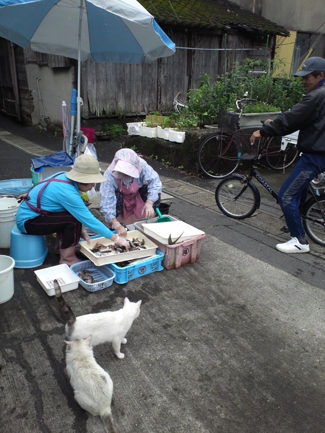 オンパク仲間の延岡の友人に案内してもらった島。全国的には有名ではない島と思うけど、こんなに魅力的なところだなんて感動しっぱなし。直島と久高島で島が好きになって、この島浦島でダメ押しで、島の虜に。<br />海外もいいけど、日本の島は独特の匂いがしてたまらん。<br />今回はサドゥー（都城）とオカヨ（別府）とのフワフワトリオの珍道中。<br />島野浦（しまのうら）は宮崎県延岡市沖にあります。延岡市浦城町から北東へ約6km、高速艇ならわずか10分の距離です。現在の町名は「延岡市島浦町」。地元の人は親しみを込めて「しまんだ」と呼びます。昔から漁業が盛んな島で、「いわしの舞う島」と呼ばれた程。島の周囲は15ｋｍ、リアス式海岸に囲まれ綺麗な海食トンネルがあります。また沖合ではオオスリバチサンゴやテーブルサンゴが群生し、綺麗な海が広がっています。<br />　島の歴史は新しく、最も古い記述は「1596年」、藤原惺窩（ふじわらのせいか）の記した日記に「3軒程の民家があった」とあります。<br />　そんな島野浦に今も語り継がれる伝説があります。それは「メキシコ女王伝説」です。伝説とは「江戸時代終わり頃にあった、ある出来事」なのですが...未だ多くの謎を残し、真実はわかっていません。島に行ったら是非、伝説のお話を島の人達に聞いてみて下さい。<br />