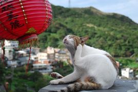 一人だから好きな所に好きなだけ行く ２泊３日ねこ三昧台北の旅②　２日目九分篇