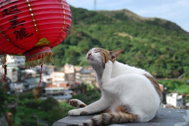 一人だから好きな所に好きなだけ行く ２泊３日ねこ三昧台北の旅②　２日目九分篇