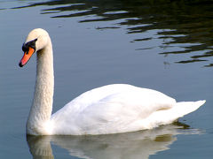 ★悪いたぬきさんのベルギー・オランダちょっと見紀行★番外編（２） トイレ！トイレ！